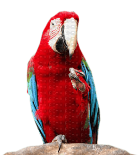 perroquets - kostenlos png