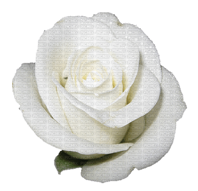rosa branca-l - 免费PNG
