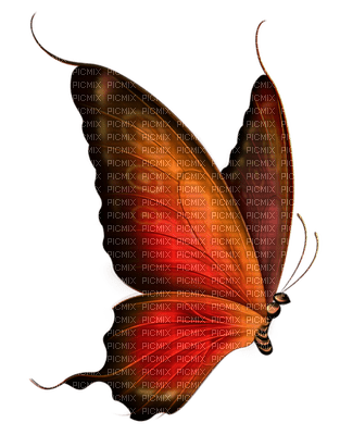butterfly - png grátis