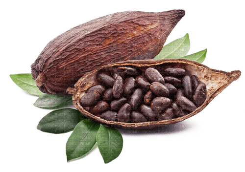 cocoa bean Bb2 - бесплатно png