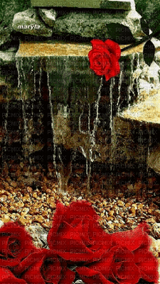 Rosa y agua - GIF เคลื่อนไหวฟรี
