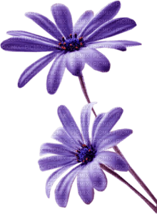 Flores - Free PNG