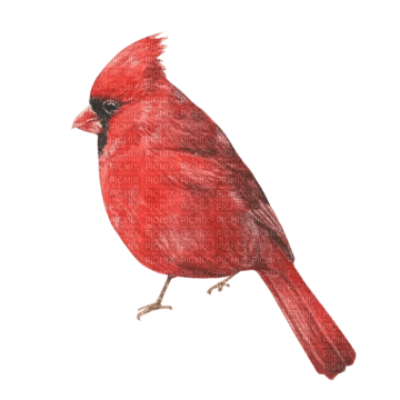ptak/kardynał - бесплатно png