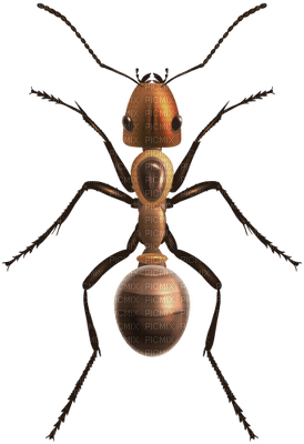 ant - ücretsiz png