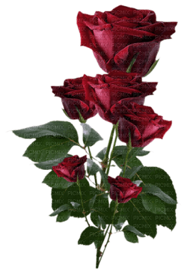 rose rouge.Cheyenne63 - ingyenes png
