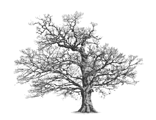 Tree arbre albero baum дерево ROSALIA73 - bezmaksas png