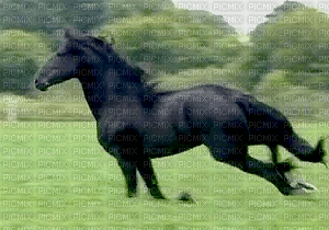 animal - Besplatni animirani GIF
