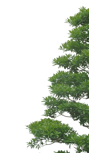 träd--- tree - zadarmo png