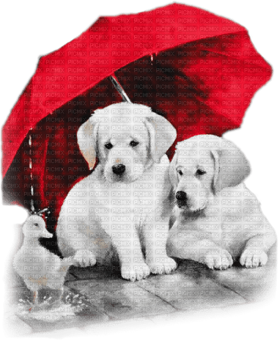 soave animals rain dog friends umbrella  autumn - PNG gratuit