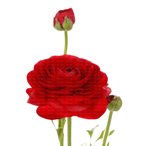fleurs rouges - 無料png