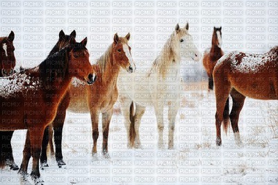 chevaux en hiver - PNG gratuit