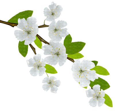 Kaz_Creations Flowers Flower Branch - 無料png