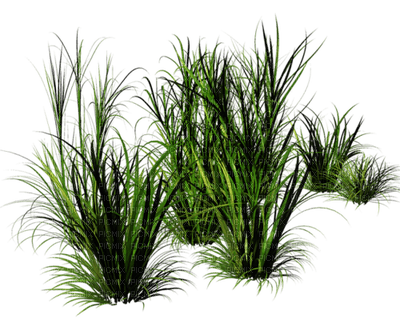 Kaz_Creations Garden Deco Grass - png gratis