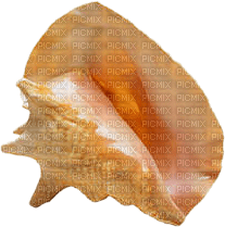 coquillage - Free PNG