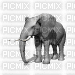 elephant - Бесплатни анимирани ГИФ