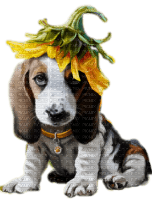 dog with flower bp - δωρεάν png