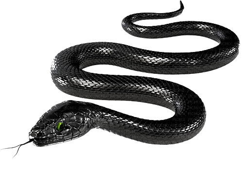 Kaz_Creations Snake - zadarmo png