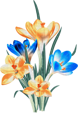 soave deco flowers spring  blue orange - darmowe png