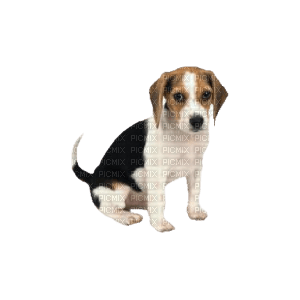 maj beagle - png ฟรี