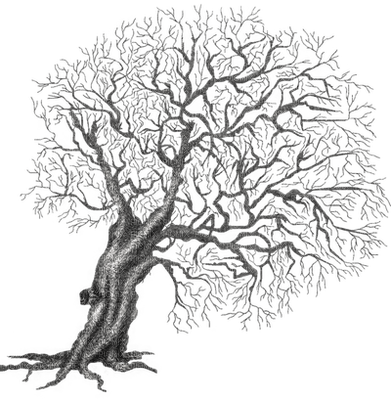tree anastasia - δωρεάν png