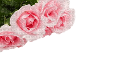 minou-flower-pink-roses - фрее пнг