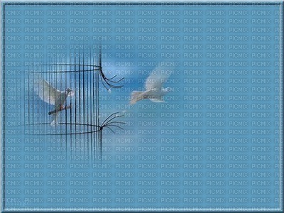 minou-blue-sky-bird-dove-background - png ฟรี