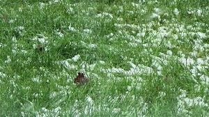 Winter, Snow, Grass - Jitter.Bug.Girl - gratis png