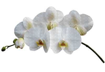 orquidea - ingyenes png