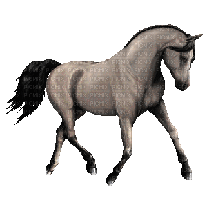 horse - Безплатен анимиран GIF