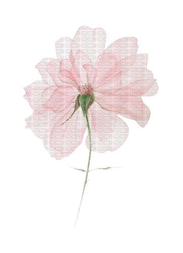 vintage flower 2 - Free PNG