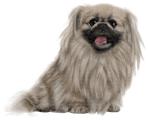 gala animals dog - besplatni png