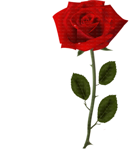 red rose - besplatni png