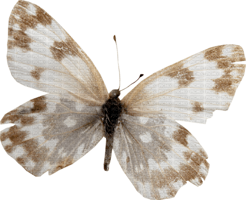 vintage butterfly 3 - бесплатно png