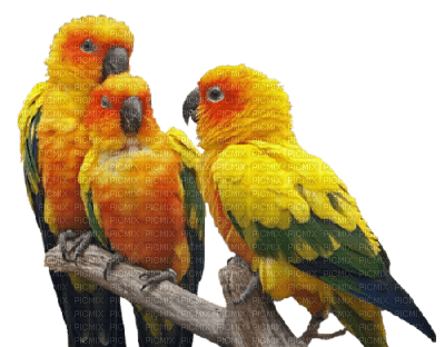 cecily-oiseaux - png ฟรี
