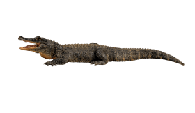 Kaz_Creations Crocodile Alligator - ücretsiz png