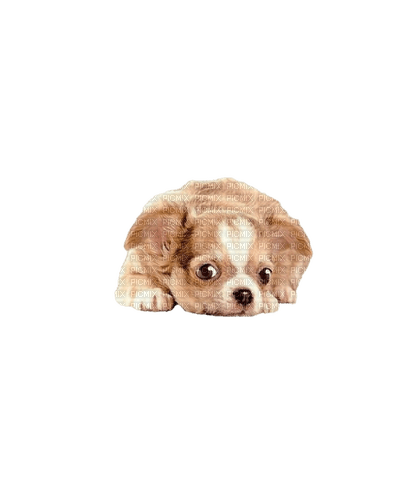 Chihuahua puppy - ingyenes png