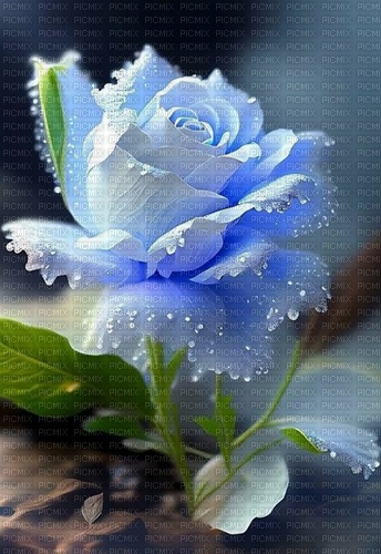 blue rose - PNG gratuit