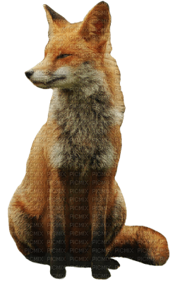 red-fox - nemokama png