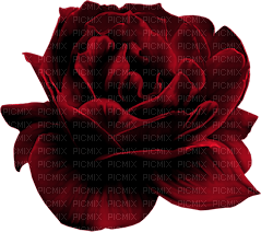 rose rouge.Cheyenne63 - png gratuito