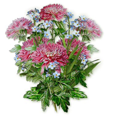 flower-pink-minou52 - Free PNG
