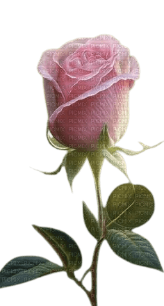 rose rose clair - ingyenes png