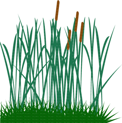 cattail grass Bb2 - darmowe png