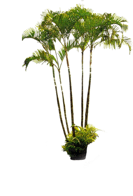 plants katrin - png gratuito