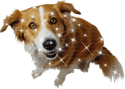 Kaz_Creations Animated Sparkles Dog - Gratis animeret GIF
