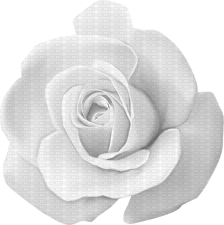 white rose 3 - PNG gratuit