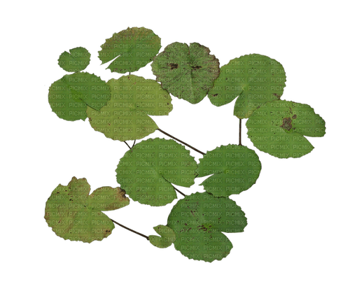 Lotus leaves - zdarma png