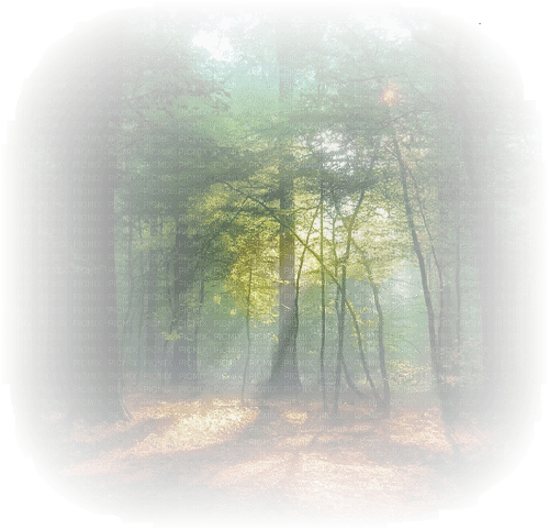 Background Wald - 免费PNG