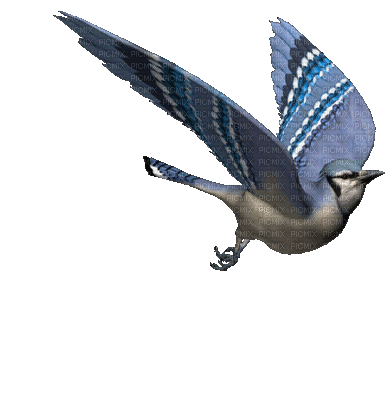 oiseau bleu - Gratis animeret GIF