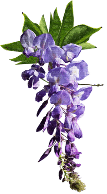 Flowers purple bp - 無料png