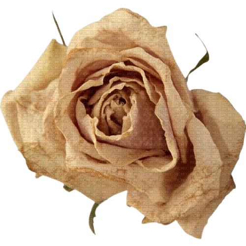 cream rose flower wilting - безплатен png